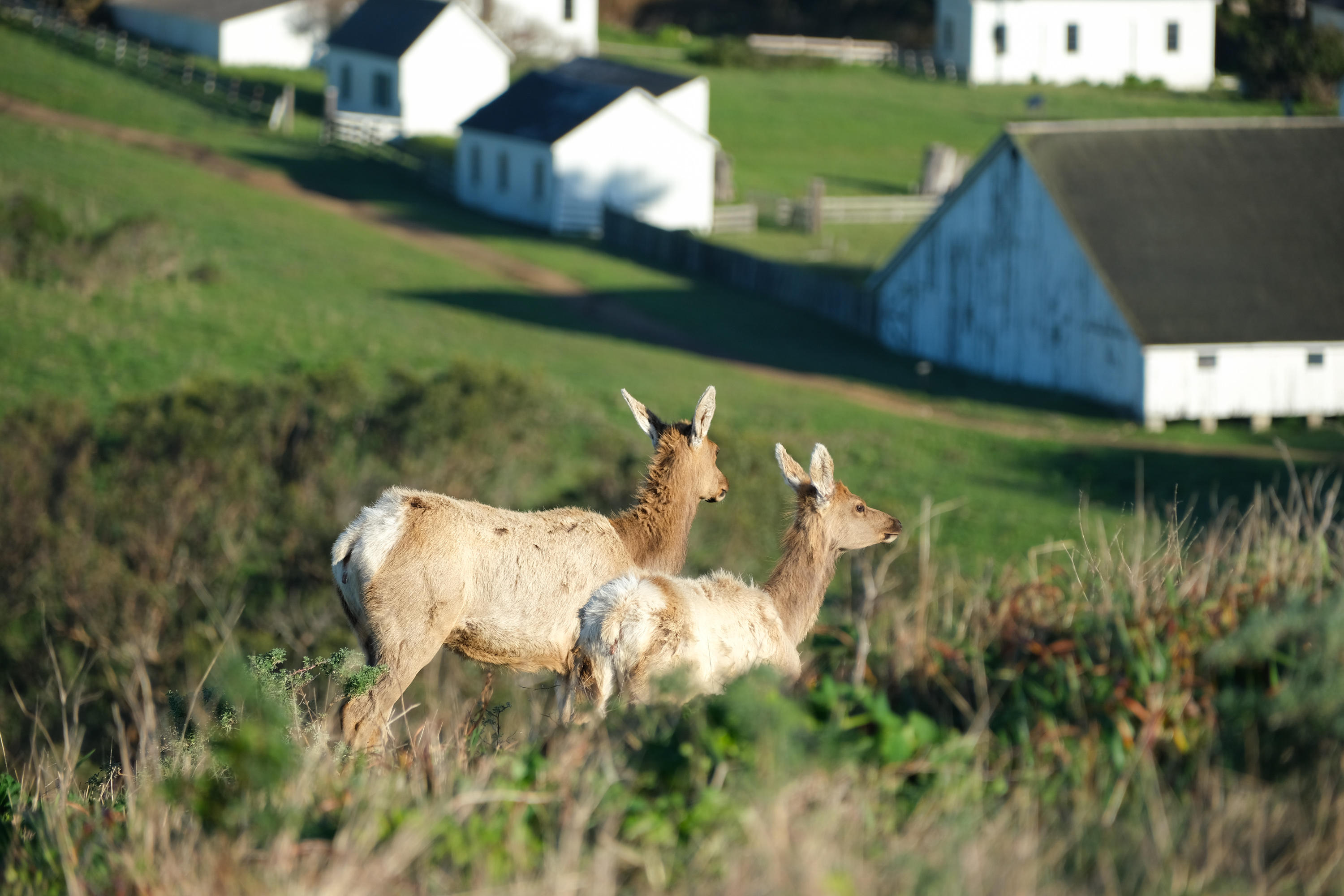 DSCF2092.jpg