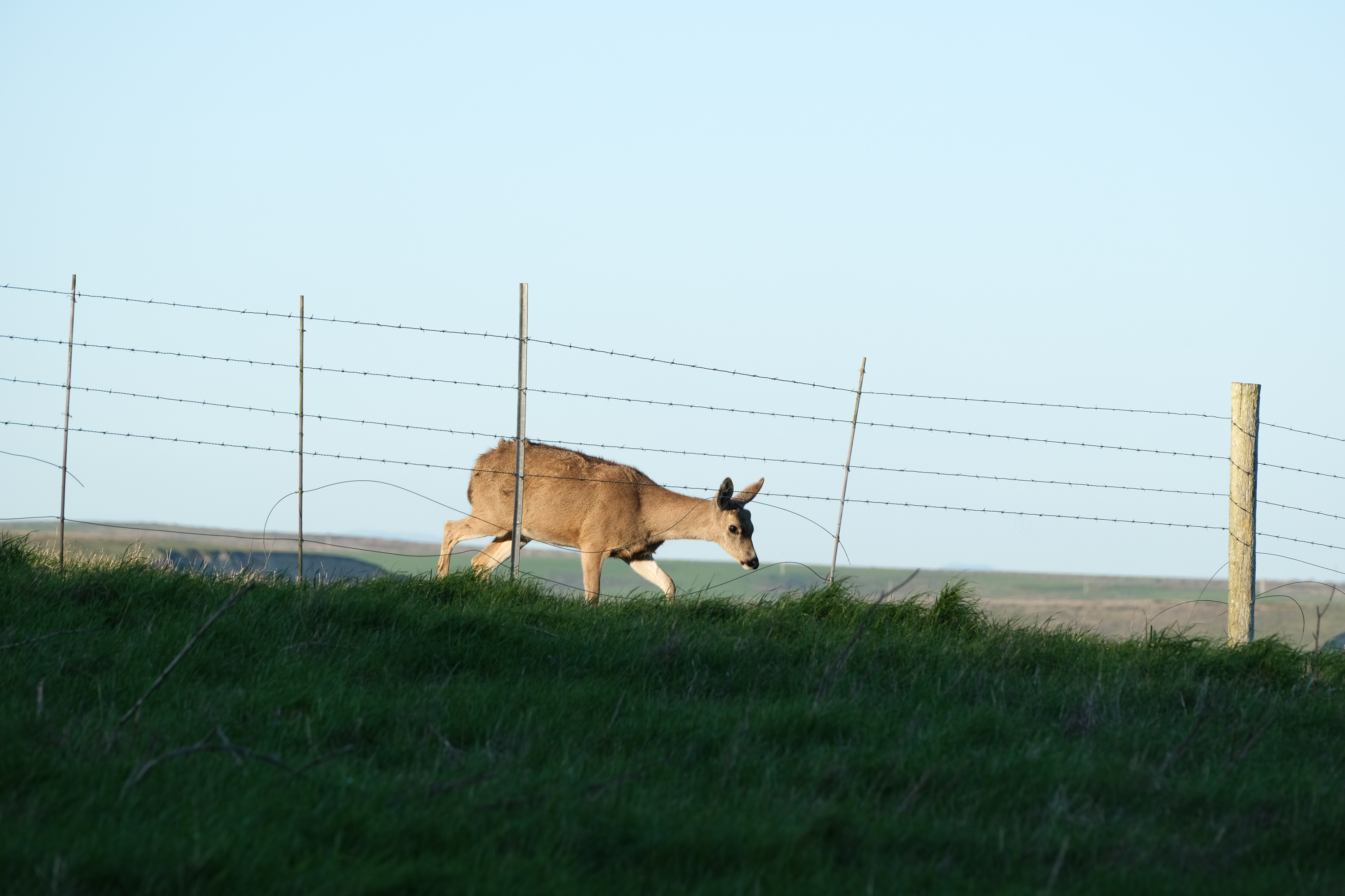 DSCF2427.jpg
